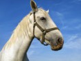 /album/fotogalerie/a042825whitehorseuu-jpg1/
