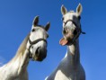 /album/fotogalerie/pb227654horseuu-jpg1/