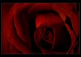 /album/fotogalerie-rostislav-macha/ruze1-jpg/