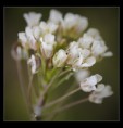 /album/fotogalerie-rostislav-macha/kvetina1-jpg/